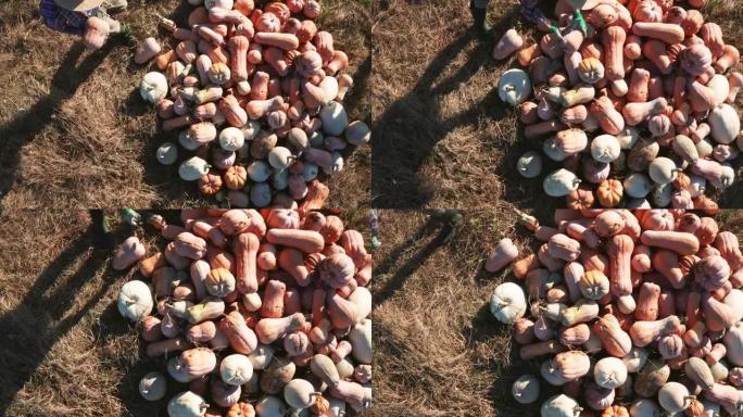 农场工人收获南瓜并将其分类在一堆上的无人机视图