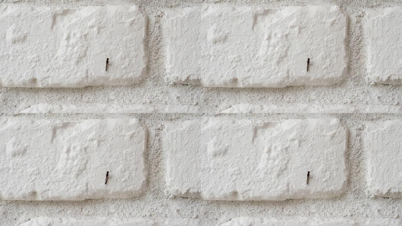 白色砖墙上有一只蚊子
