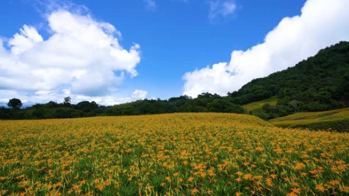 橙色的黄花菜花开遍了山野。