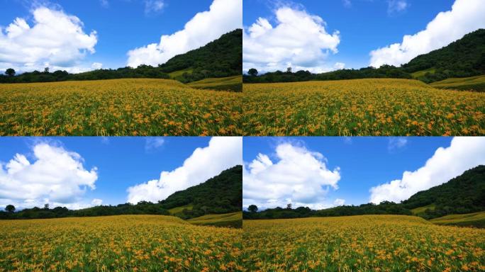 橙色的黄花菜花开遍了山野。