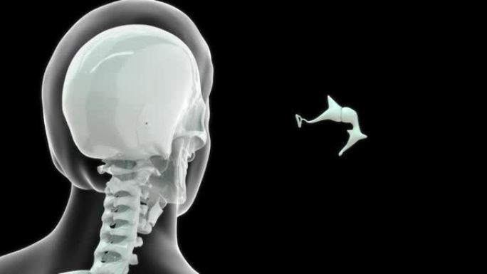 人类颅骨-中耳