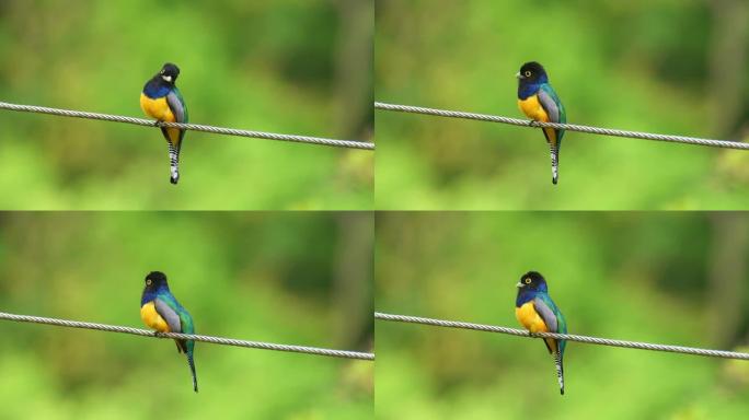 吊袜带的trogon-Trogon caligatus也是北部的violaceous trogon，