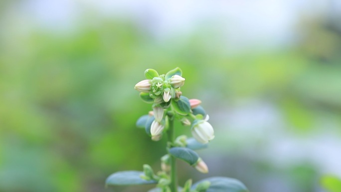 春天蓝莓开花