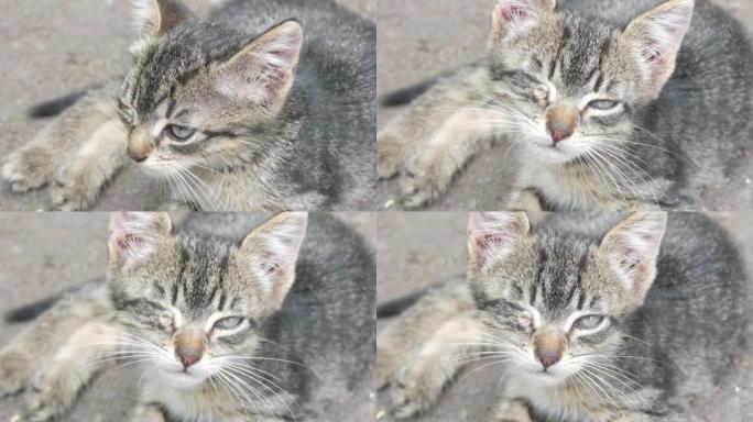 生病无家可归的灰色小猫，眼睛肿胀结膜炎坐在街上