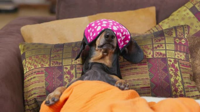 可爱的腊肠狗，用有趣的眼罩遮住眼睛，这样睡觉时光线不会惹恼他们。宠物躺在毯子下的床上睡觉