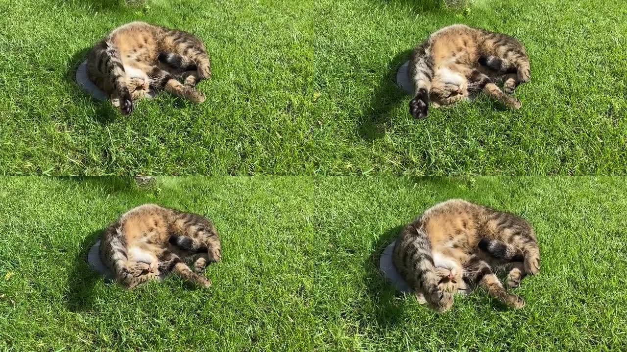 蓬松的猫甜蜜地睡觉，在草坪的绿草上伸展双腿。
