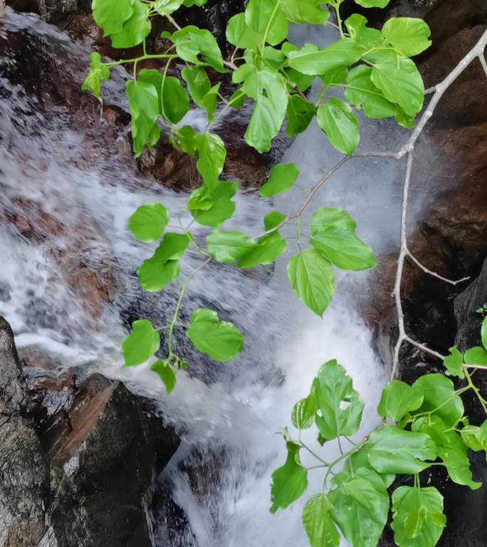 雨季溪流瀑布汇聚