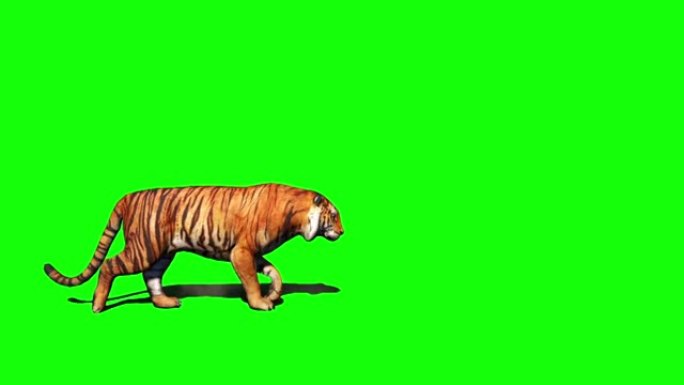 老虎坐在绿色屏幕上