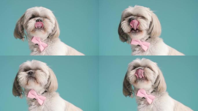 可爱的西施犬向一边看，舔着嘴，戴着蓝色背景上的粉色领结