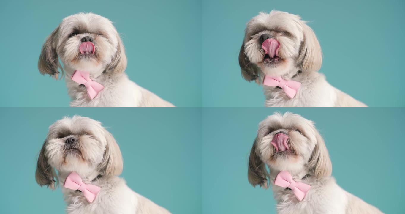 可爱的西施犬向一边看，舔着嘴，戴着蓝色背景上的粉色领结