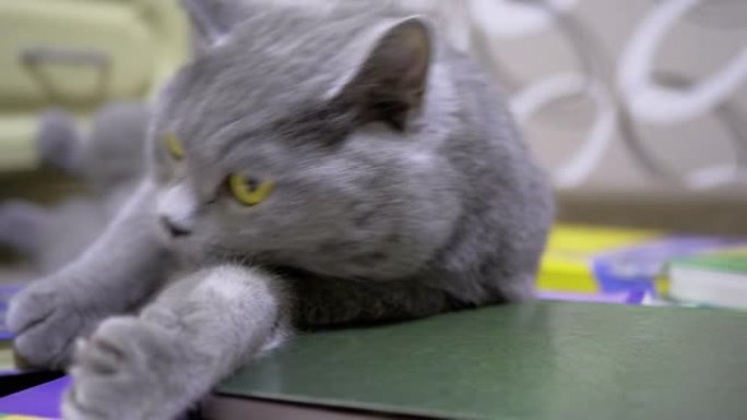 灰色的英国家猫绿眼睛躺在散落的书本上，舔纸