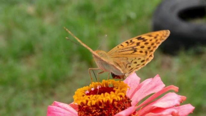 深绿色的贝母，Argynnis aglaja，从百日草粉红色的花朵中收集花蜜。特写视频