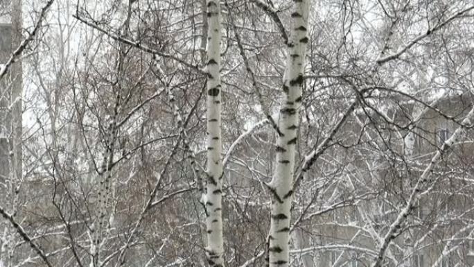 白桦树光秃秃的树干映衬着飘落的雪花