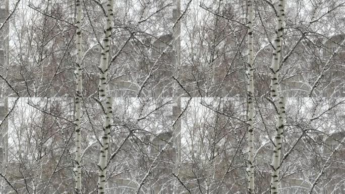 白桦树光秃秃的树干映衬着飘落的雪花