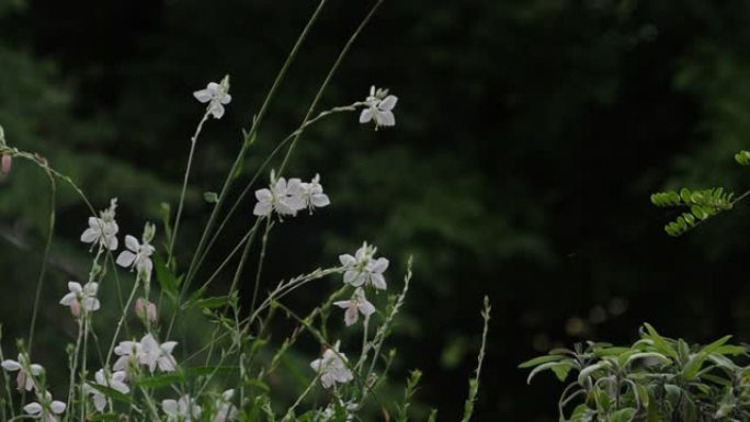 柔风中的白花