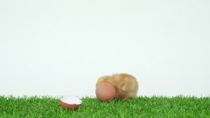 小鸡从鸡蛋中孵化出来。贝壳里的鸟。一个有趣的视频。家禽农场和健康宠物。鸡和公鸡。小鸡。