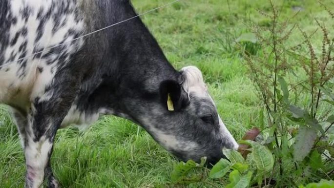 爱尔兰白色和灰色斑点牛吃草