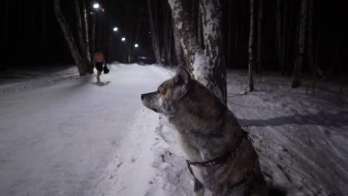 狗狗秋田犬，老虎色，晚上在公园雪地上看运动员在公园雪地上穿短裤