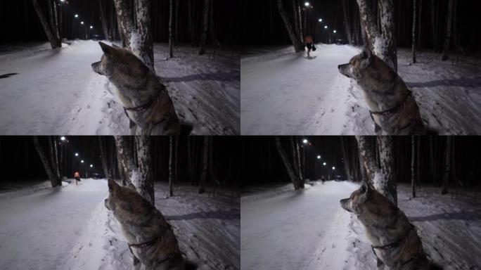 狗狗秋田犬，老虎色，晚上在公园雪地上看运动员在公园雪地上穿短裤
