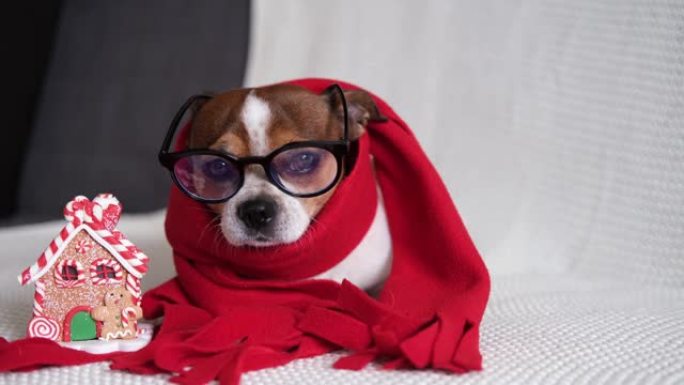 戴眼镜的吉娃娃狗和带姜饼屋的红领巾