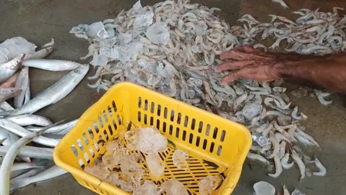 在印度鱼市场上对鱼虾进行分类