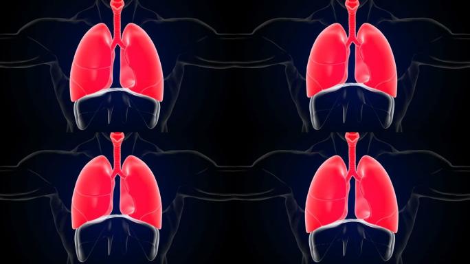 人体肺呼吸运动的吸气和呼气隔膜功能3D