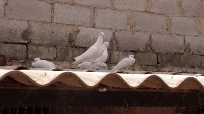 白鸽坐在屋顶上。