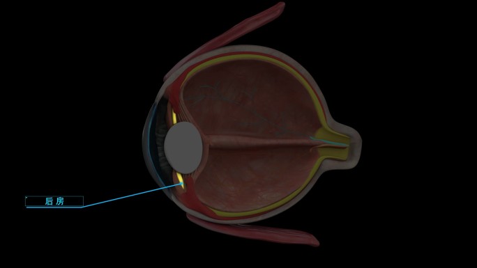 眼球眼睛结构科普解析视网膜