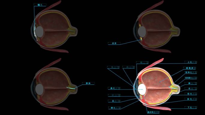 眼球眼睛结构科普解析视网膜