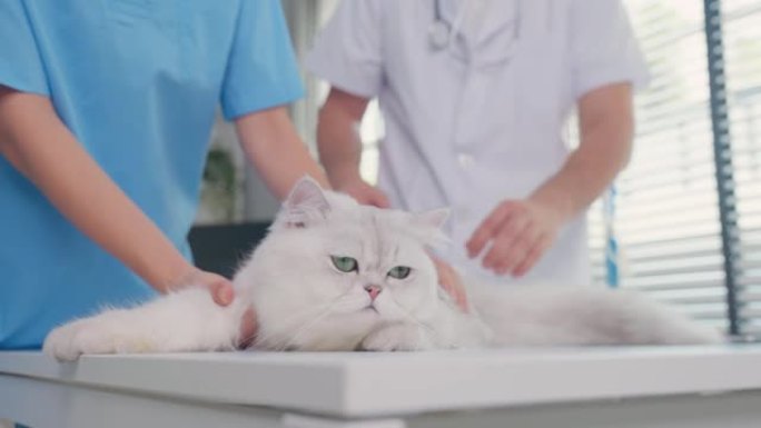 兽医小组在兽医诊所检查猫。亚洲兽医医生男女站在检查台上，在宠物医院用注射器注射小动物小猫