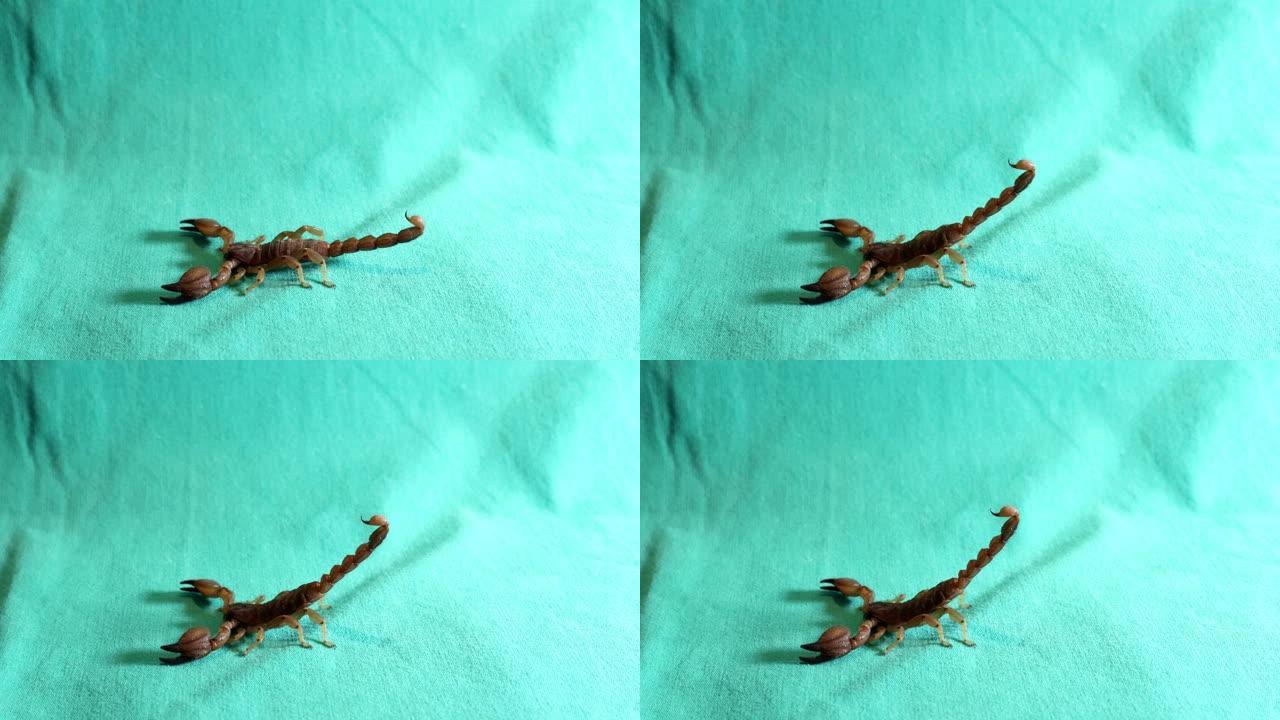 勃起蝎子尾巴勃起。性。阴茎。
蝎子准备攻击绿色背景上的蝎子。
黄蝎子孤立的动物，动物，野生动物，野生