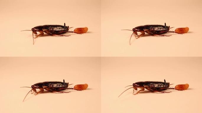 在雌性光滑蟑螂中，产卵后立即发生正常的腹部收缩，这与哺乳动物的产后收缩有些相似。
花色。
双翅目: 