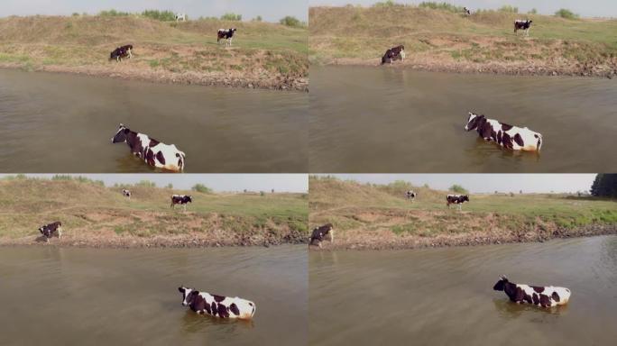 母牛来到乡下的河岸，喝得酩酊大醉，从倾盆大雨的阳光下稍微凉快一下。无人机在一头爬进水中的母牛周围飞行