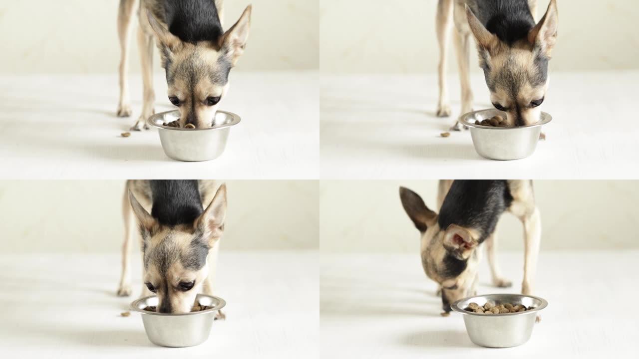 小狗吃东西，饥饿的小狗从碗里拿出食物