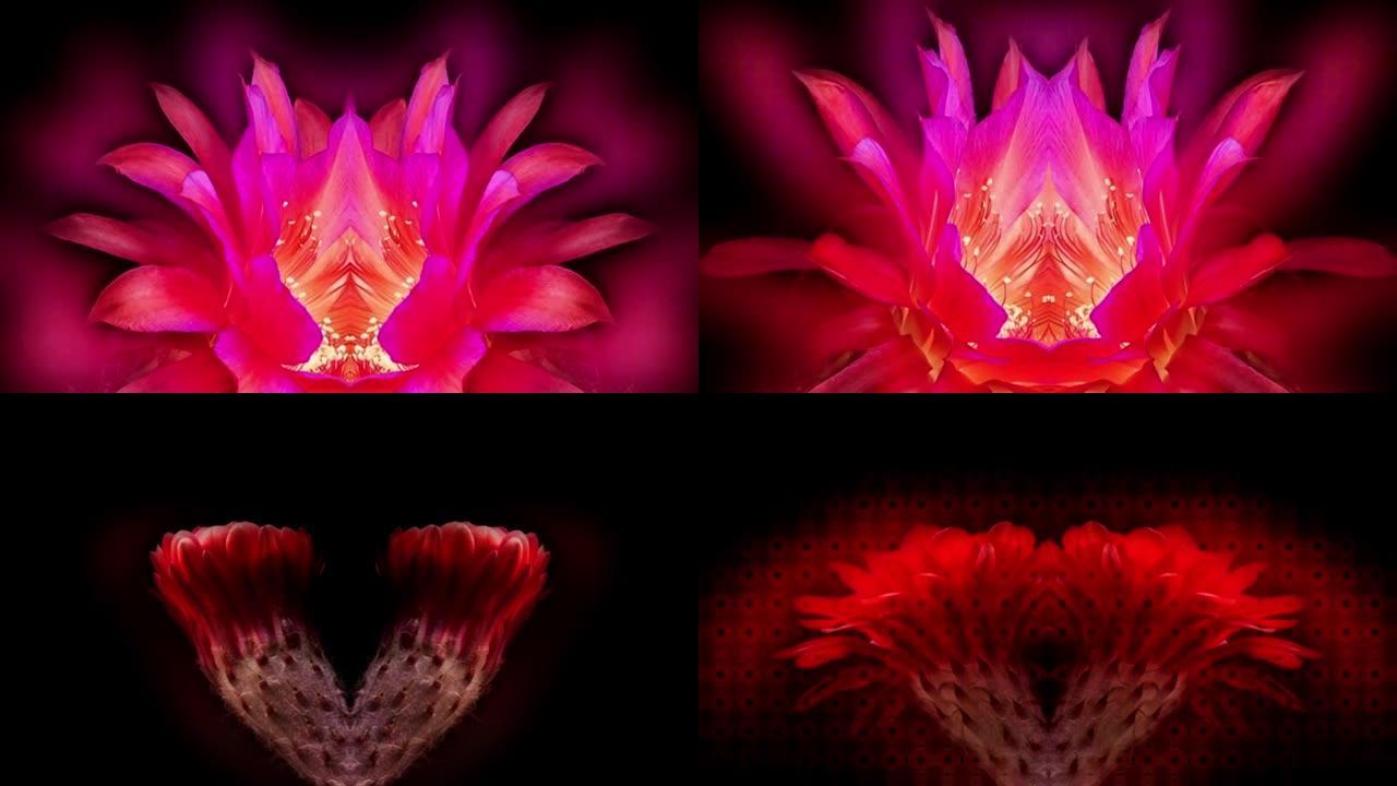 Flowerlapse抽象背景