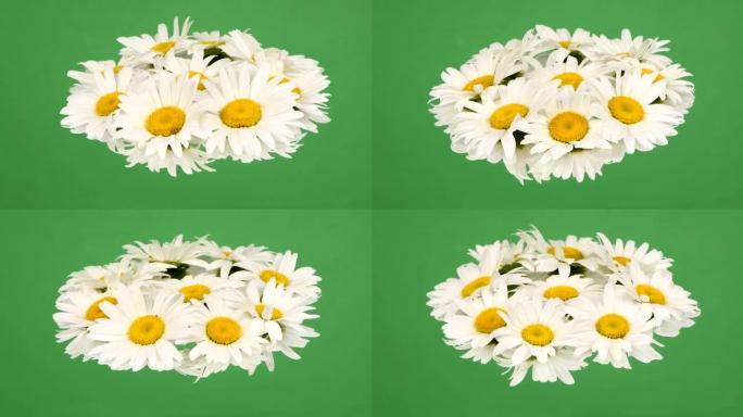 绿色镜子上的雏菊花。循环运动。侧视图。旋转360。