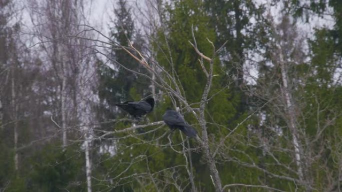 普通乌鸦吃达芙妮·梅泽林的树皮，白俄罗斯的秋天
