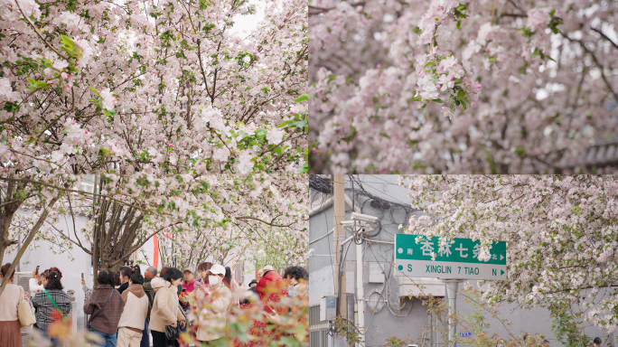 春天公园幸福生活踏青赏花实拍素材