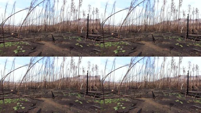 科罗拉多州大湖一片被烧毁的森林的宽幅照片。