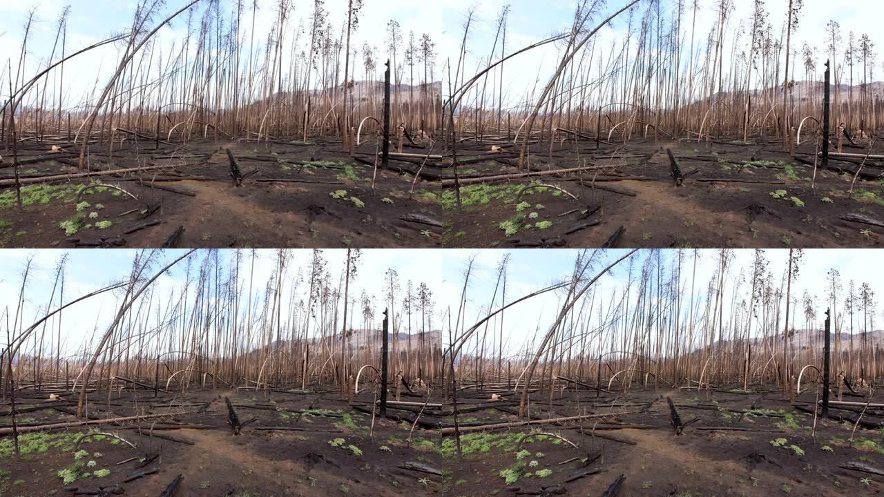 科罗拉多州大湖一片被烧毁的森林的宽幅照片。