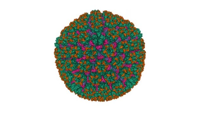 卡波西肉瘤相关疱疹病毒衣壳的CryoEM结构和原子模型