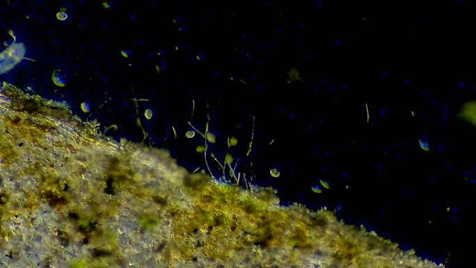 Co足类浮游生物，微生物