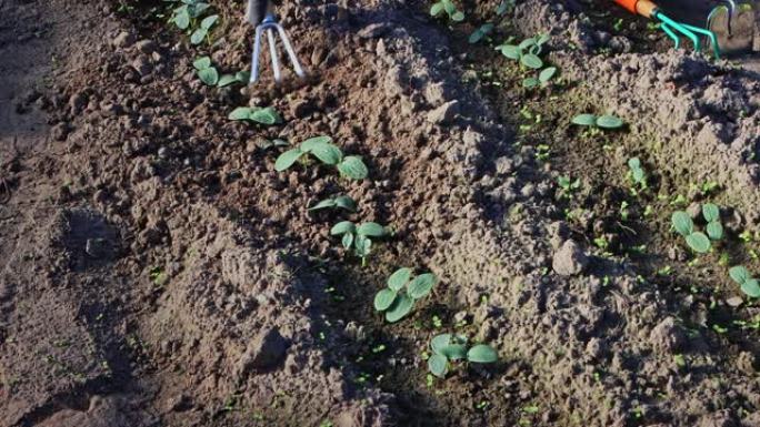 农民的手戴着工作手套，用花园叉在春季温室的黄瓜幼苗中松动土壤。土壤耕作破坏杂草的根系。土壤与空气的饱