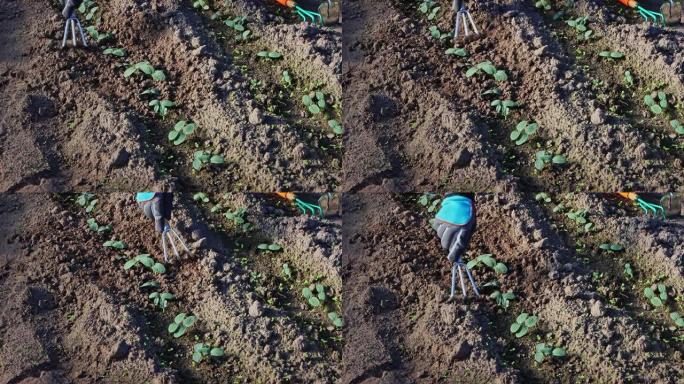 农民的手戴着工作手套，用花园叉在春季温室的黄瓜幼苗中松动土壤。土壤耕作破坏杂草的根系。土壤与空气的饱