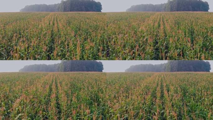 一架无人机低斜地飞过玉米茎秆的顶端，飞过一片玉米地，那里有一种成熟的作物，准备从种植者的产品中收获和