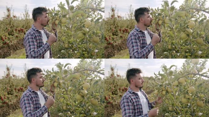 农夫用青苹果走近树，闻起来是天然水果