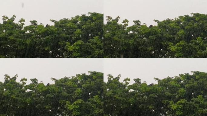 降雨和美丽的自然景观