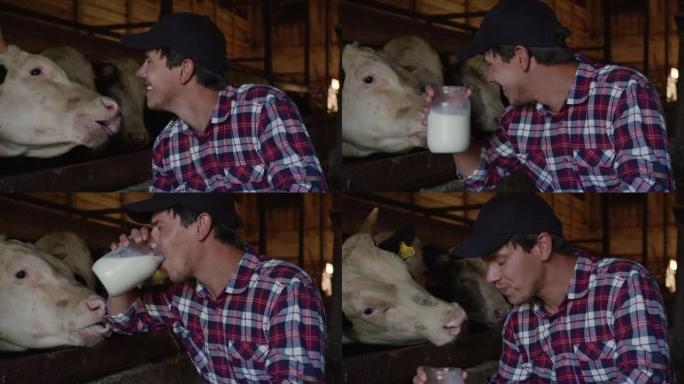 一只白牛在农夫喝牛奶时舔了舔