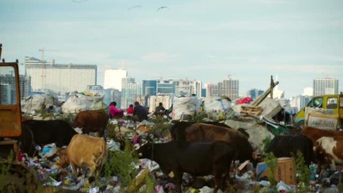 垃圾场。摩天大楼，奶牛走路吃草。