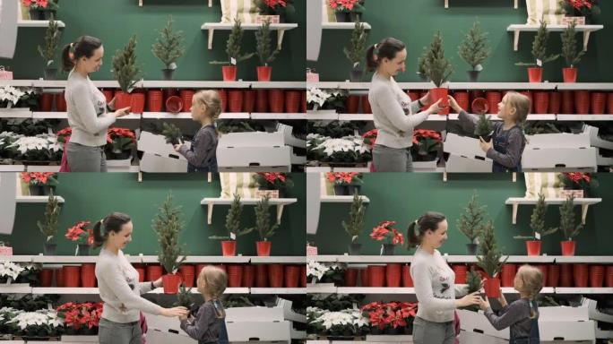 小女孩和妈妈一起选择小圣诞树
